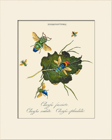 Chrysis Fasciata, Insect Art Print by Donovan, Natural History Illustration