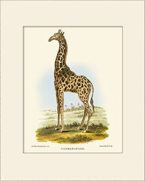 Giraffe Art Print by George Perry, Natural History Illustration