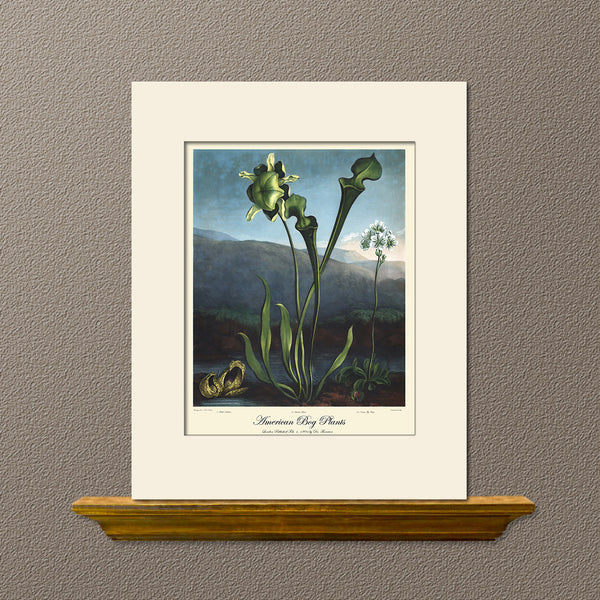 American Bog Plant by Thornton, Art Print, Natural History, Botanical Illustration