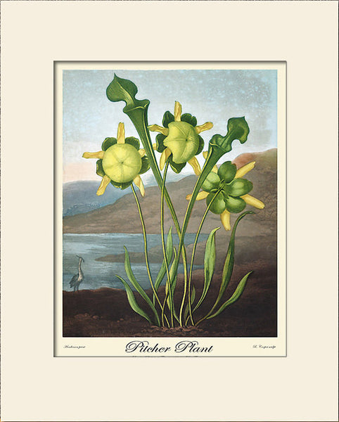 Pitcher Plantby by Thornton, Art Print, Natural History, Botanical Illustration