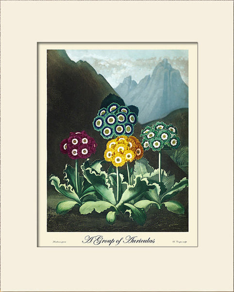 Auriculas by Thornton, Art Print, Natural History, Botanical Illustration