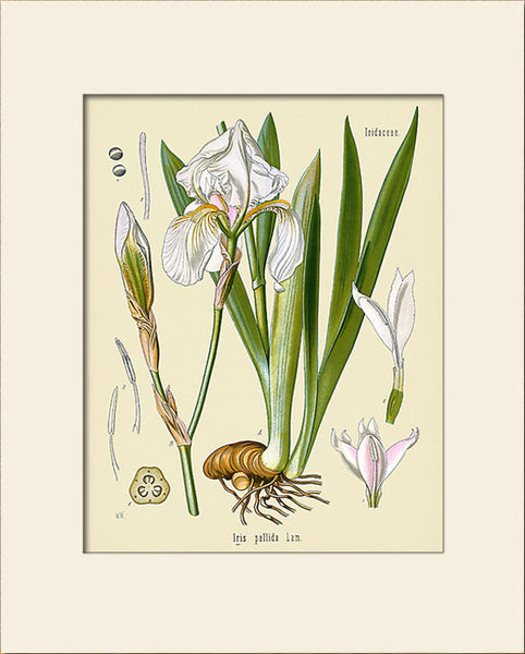 Iris Pallida by Köhler, Art Print, Natural History, Botanical Illustration