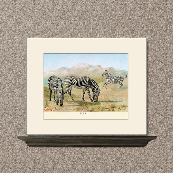 Zebra, Art Print by Lydekker, Natural History Illustration