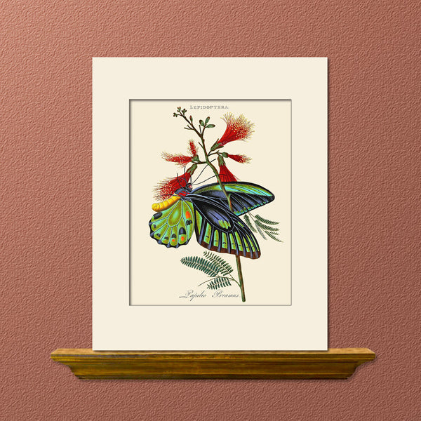 Papilio Priamus, Butterfly Art Print by Donovan, Natural History Illustration