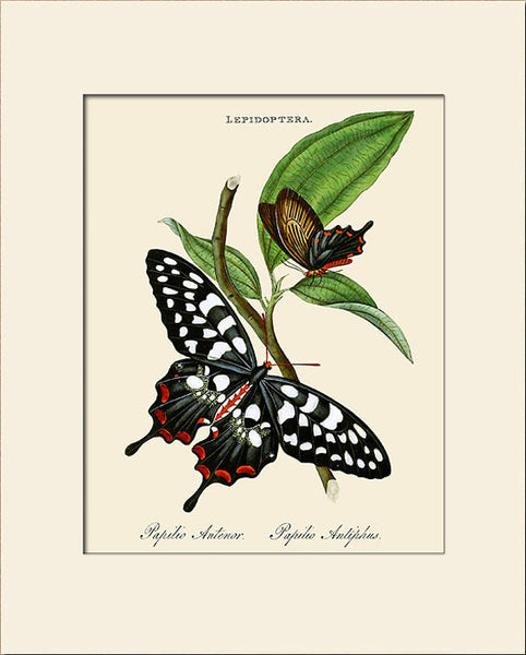 Papilio Antenor, Butterfly Art Print by Donovan, Natural History Illustration