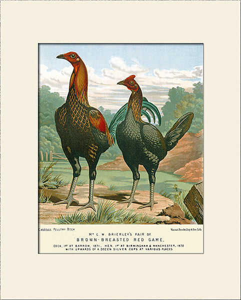 Brown-Breasted Red Game Chickens by Ludlow, Art Print, Natural History, Vintage Bird Illustration
