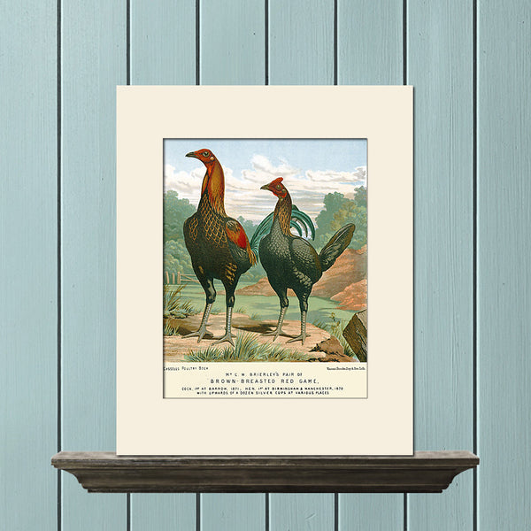 Brown-Breasted Red Game Chickens by Ludlow, Art Print, Natural History, Vintage Bird Illustration