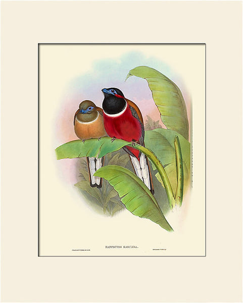 Red-Naped Trogon, Bird Art Print by Gould, Natural History Illustration