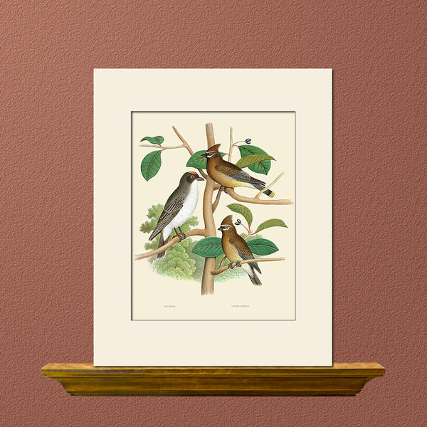 King Bird, Cedar Bird by Gentry, Art Print, Natural History, Bird Illustration