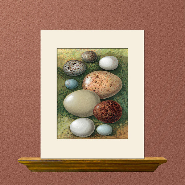 Vintage Bird Eggs (Woodlark, Merlin, etc.) Art Print by Thorburn, Natural History Illustration
