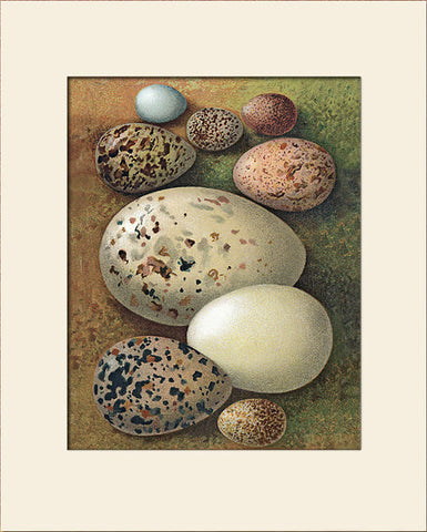 Vintage Bird Eggs (Skylark, Wigeon, etc.) Art Print by Thorburn, Natural History Illustration