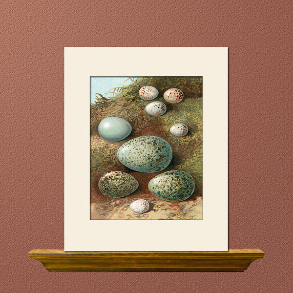 Vintage Bird Eggs (Goldfinch, Magpie, etc.) Art Print by Thorburn,  Natural History Illustration