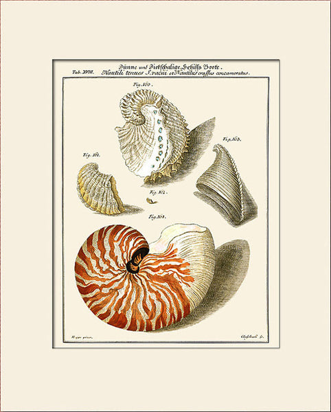 Nautilus Shell Print #18 by Martini, Art Print, Natural History, Sea Life Illustration