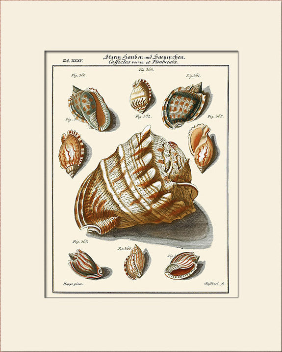 King's Crown Sea Shell #35 Art Print by Martini, Vintage Costal Natural History Illustration
