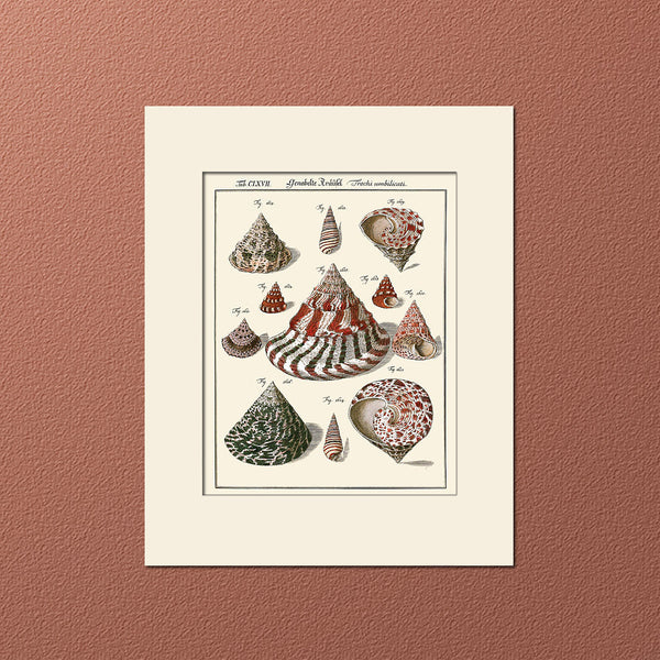 Cone-Top Sea Shell #167 Art Print by Martini, Vintage Costal Natural History Illustration