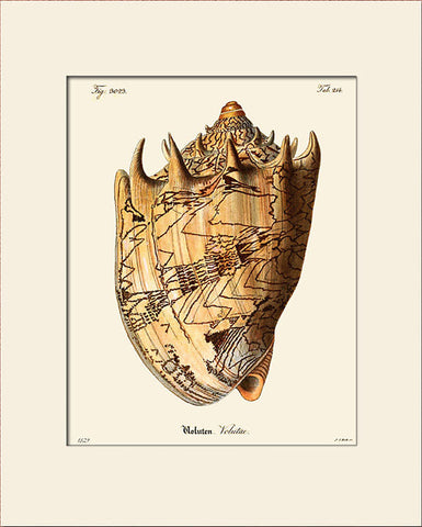 Volutae Sea Shell #385 Art Print by Martini, Natural History Illustration