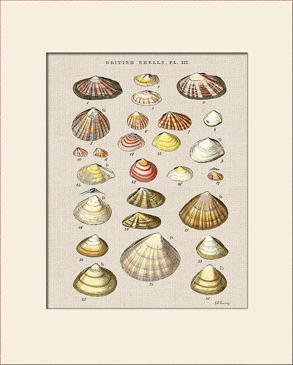 Sea Shells Print #3 by George Sowerby, Art Print, Natural History, Sea Life Illustration
