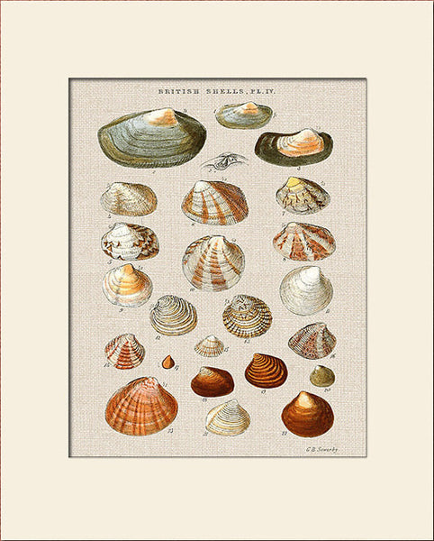 Sea Shell Print  #4 by George Sowerby, Art Print, Natural History, Sea Life Illustration