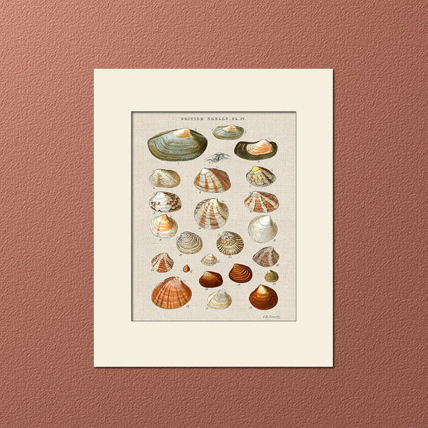 Sea Shell Print  #4 by George Sowerby, Art Print, Natural History, Sea Life Illustration