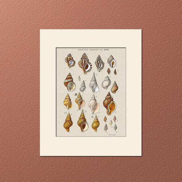 Sea Shells Print #18 by George Sowerby, Art Print, Natural History, Sea Life Illustration