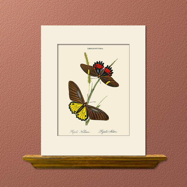Papilio Heliacon, Butterfly Art Print by Donovan, Natural History Illustration