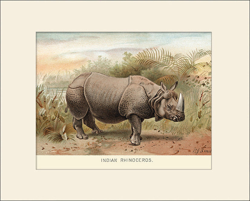Indian Rhinoceros, Art Print by Lydekker, Natural History Illustration