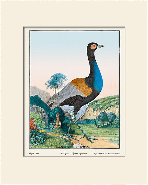 Agami Heron, Bird Art Print by Aloys Zötl, Natural History Illustration