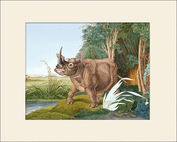 Rhinoceros, Art Print by Aloys Zötl, Natural History Illustration