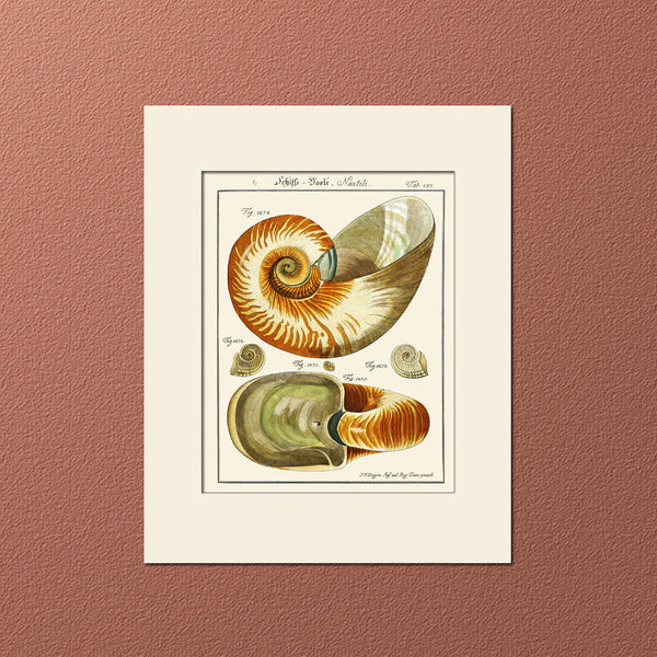 Nautilus Shell Print #137 by Martini, Art Print, Natural History, Sea Life Illustration