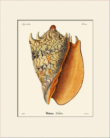 Volutae Sea Shell #386 Art Print by Martini, Natural History Illustration