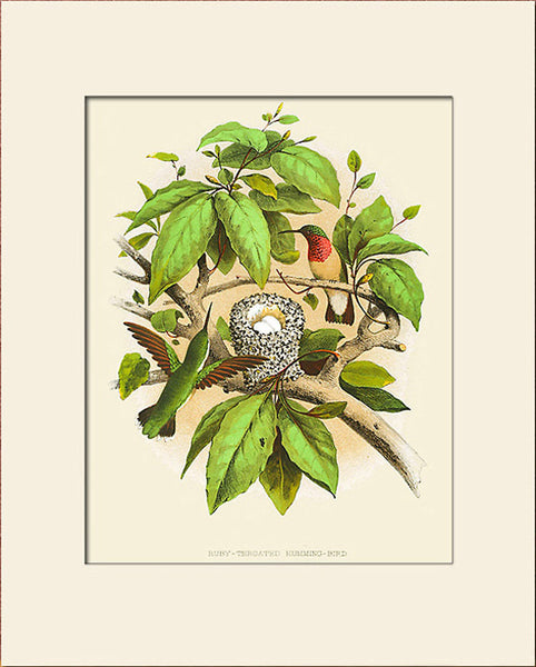 Ruby-Throated Humming Bird, Nest & Eggs, Art Print by Gentry, Natural History Illustration