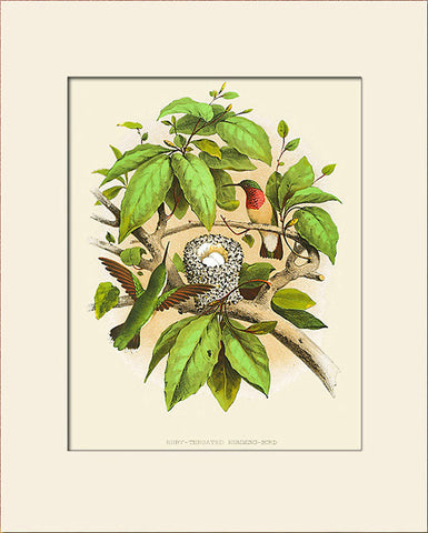 Ruby-Throated Humming Bird, Nest & Eggs, Art Print by Gentry, Natural History Illustration