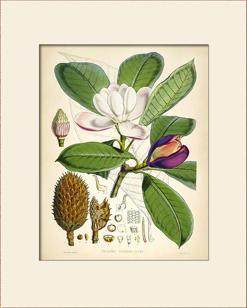 Magnolia Campbellii by Hooker, Art Print, Natural History, Botanical Illustration