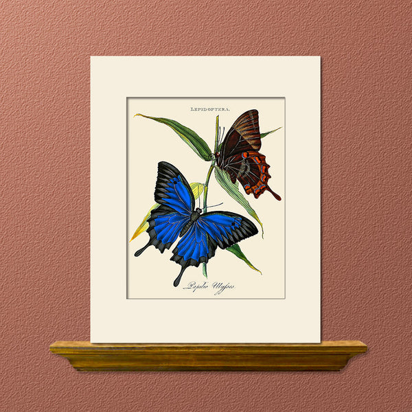 Papilio Ulysses, Butterfly Art Print by Donovan, Natural History Illustration