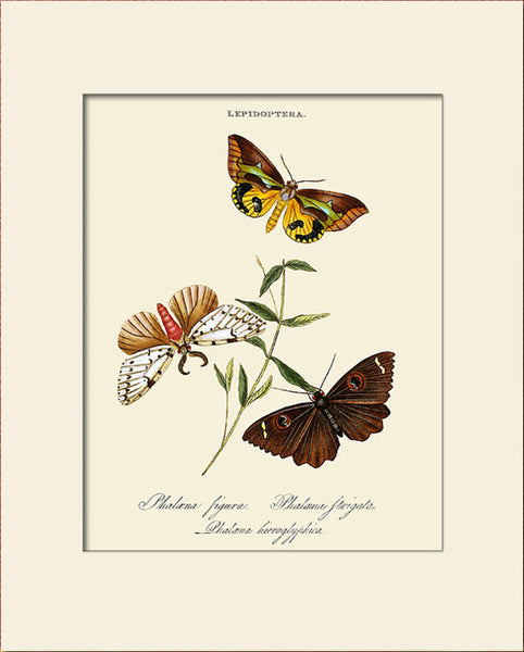 Papilio Figura, Butterfly Art Print by Donovan, Natural History Illustration