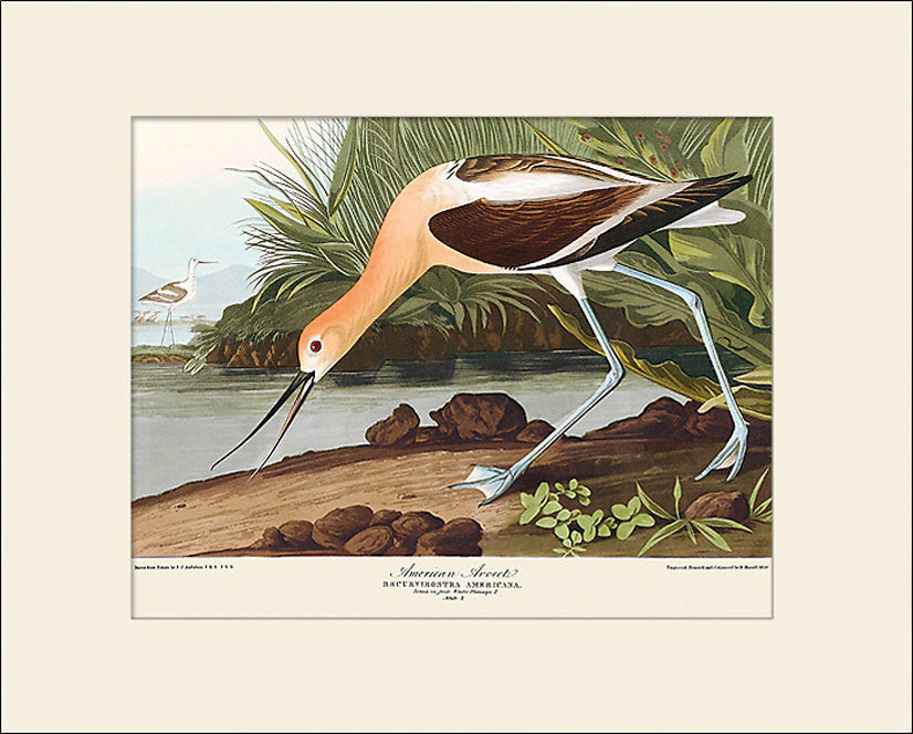 American Avocet by John James Audubon, Vintage Bird Art Print, Natural History