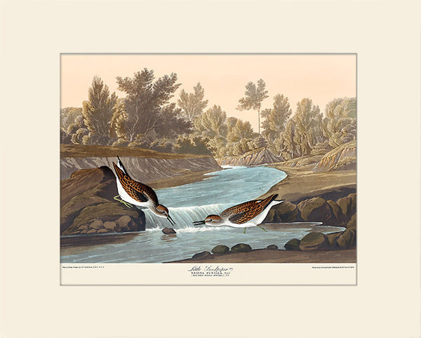 Little Piper by John James Audubon, Vintage Bird Art Print, Natural History