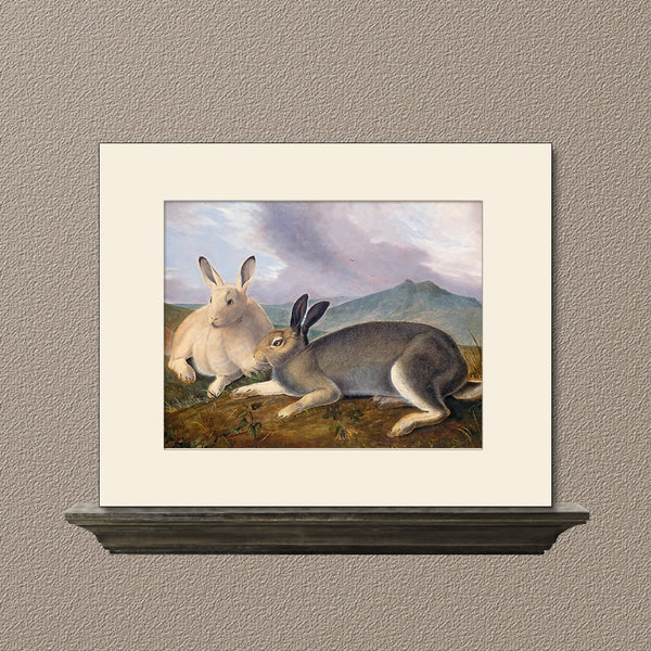 Arctic Hare, Art Pint by Audubon, Natural History Illustration