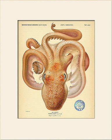 Giant Squid by Carl Chun, Vintage Sea Life Art Print, Natural History Illustration