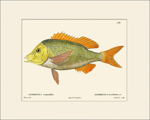 Green Snapper Fish #158 by Cuvier, Vintage Sea Life Art Print, Natural History Illustration