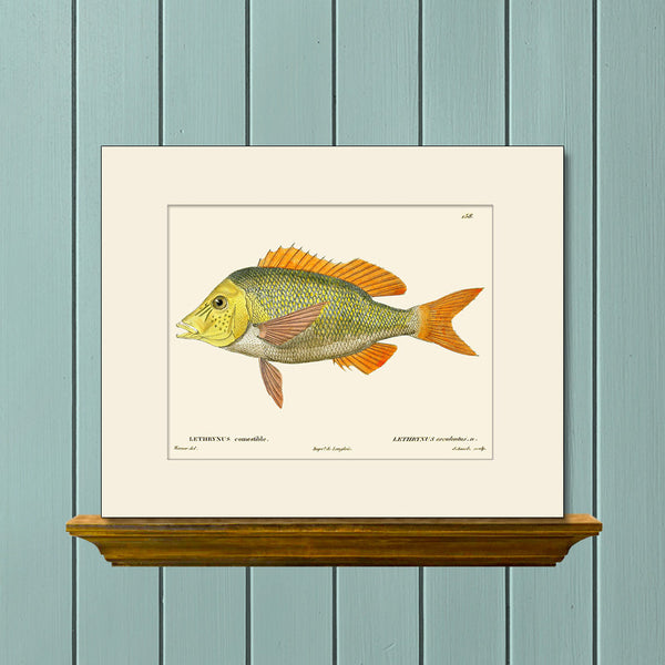 Green Snapper Fish #158 by Cuvier, Vintage Sea Life Art Print, Natural History Illustration