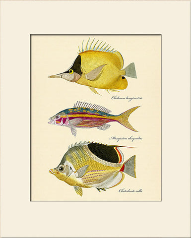 Butterfly Fish #102 by Cuvier, Vintage Sea Life Art Print, Natural History Illustration