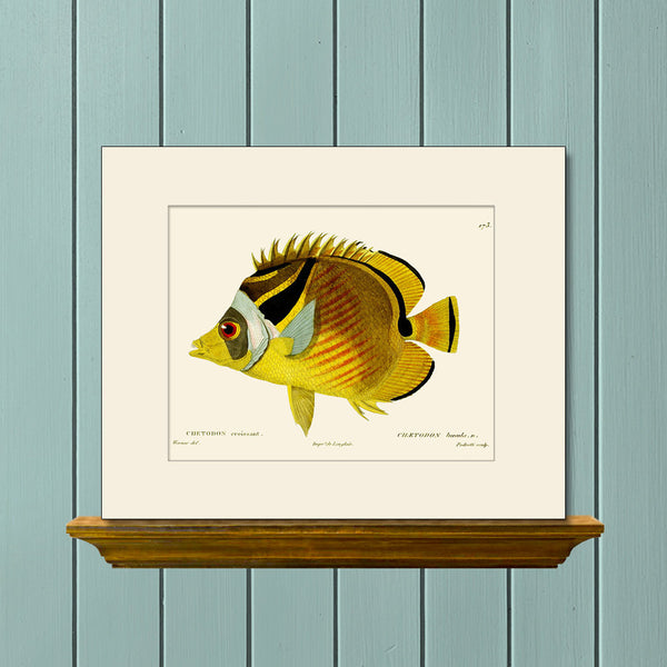 Butterfly Fish #173 by Cuvier, Vintage Sea Life Art Print, Natural History Illustration