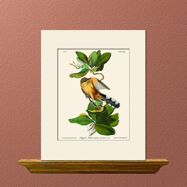 Mangrove Cuckoo by John James Audubon, Vintage Bird Art Print, Natural History