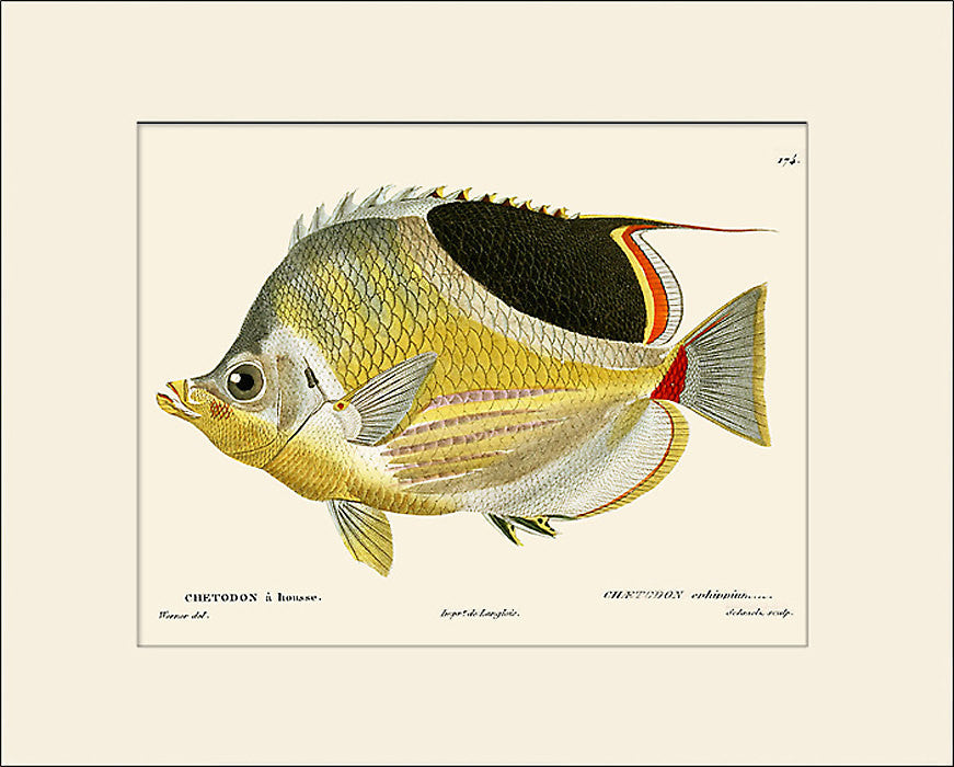 Butterfly Fish #174 by Cuvier, Vintage Sea Life Art Print, Natural History Illustration