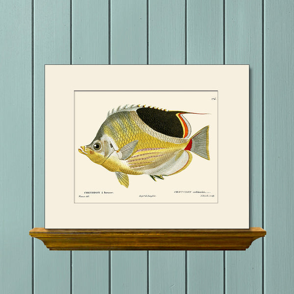 Butterfly Fish #174 by Cuvier, Vintage Sea Life Art Print, Natural History Illustration