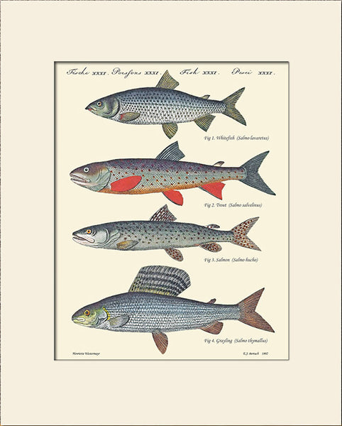 Salmon Fish by Bertuchi, Vintage Art Print, Natural History Illustration