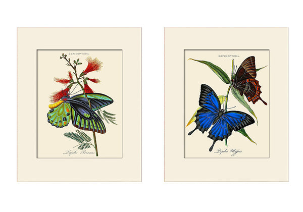Butterfly Print Set No. 1 by Donovan, Art Prints, Natural History, Butterfly Illustration
