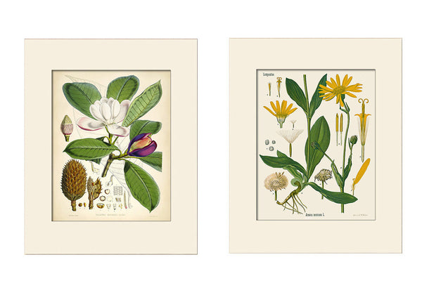 Botanical Print Set No. 2 by Hooker and Köhler, Art Prints, Natural History, Botanical Illustration