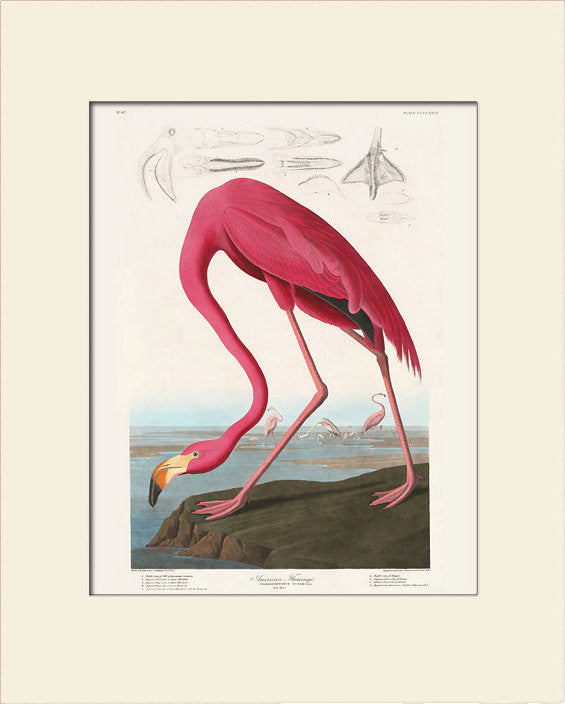 American Pink Flamingo by John James Audubon, Bird Art print, Vintage Natural History